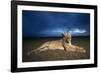 Lioness at Dusk-null-Framed Photographic Print
