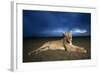 Lioness at Dusk-null-Framed Photographic Print