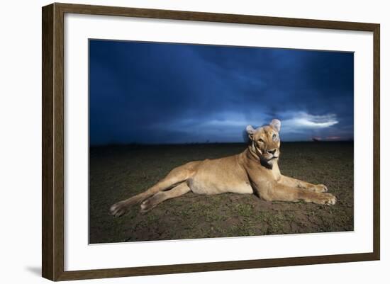 Lioness at Dusk-null-Framed Photographic Print