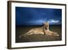 Lioness at Dusk-null-Framed Photographic Print