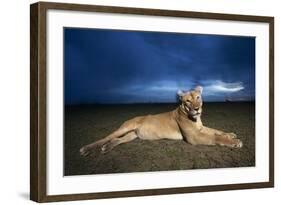 Lioness at Dusk-null-Framed Photographic Print