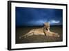 Lioness at Dusk-null-Framed Photographic Print