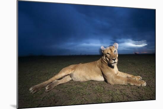 Lioness at Dusk-null-Mounted Photographic Print