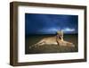 Lioness at Dusk-null-Framed Photographic Print