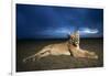 Lioness at Dusk-null-Framed Photographic Print