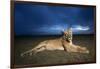 Lioness at Dusk-null-Framed Photographic Print