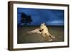 Lioness at Dusk-null-Framed Photographic Print