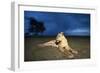 Lioness at Dusk-null-Framed Photographic Print