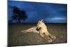 Lioness at Dusk-null-Mounted Photographic Print