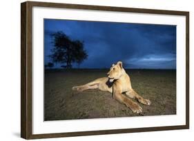 Lioness at Dusk-null-Framed Photographic Print