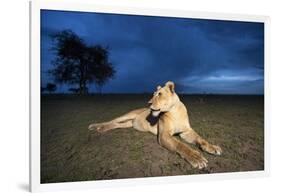 Lioness at Dusk-null-Framed Photographic Print