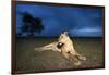 Lioness at Dusk-null-Framed Photographic Print