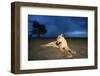 Lioness at Dusk-null-Framed Photographic Print