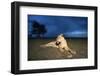 Lioness at Dusk-null-Framed Photographic Print