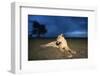 Lioness at Dusk-null-Framed Photographic Print