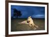 Lioness at Dusk-null-Framed Photographic Print