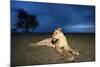Lioness at Dusk-null-Mounted Photographic Print