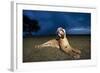 Lioness at Dusk-Paul Souders-Framed Photographic Print