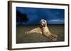 Lioness at Dusk-Paul Souders-Framed Photographic Print