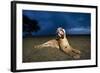 Lioness at Dusk-Paul Souders-Framed Photographic Print