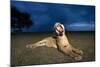 Lioness at Dusk-Paul Souders-Mounted Photographic Print