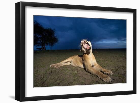 Lioness at Dusk-Paul Souders-Framed Photographic Print