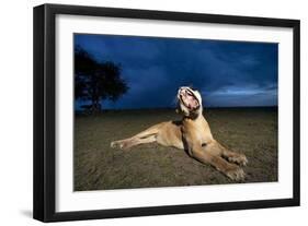 Lioness at Dusk-Paul Souders-Framed Photographic Print