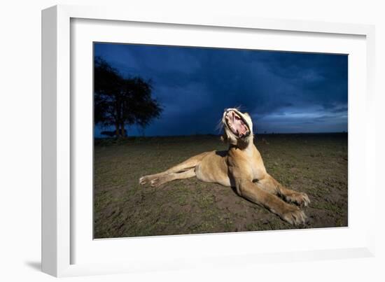 Lioness at Dusk-Paul Souders-Framed Photographic Print