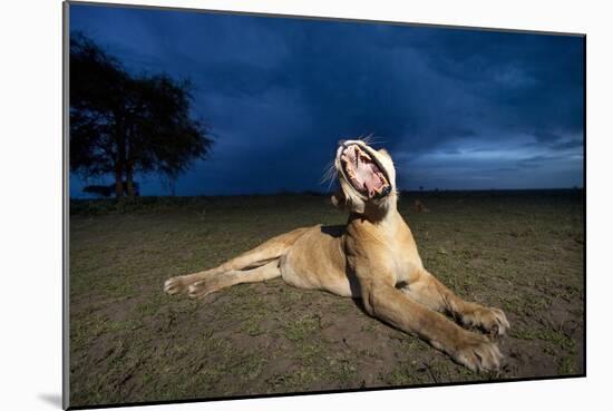 Lioness at Dusk-Paul Souders-Mounted Photographic Print