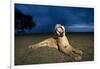 Lioness at Dusk-Paul Souders-Framed Photographic Print