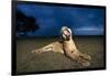 Lioness at Dusk-Paul Souders-Framed Photographic Print