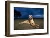 Lioness at Dusk-Paul Souders-Framed Photographic Print