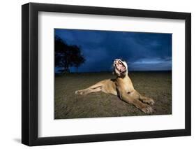 Lioness at Dusk-Paul Souders-Framed Photographic Print