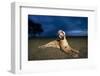 Lioness at Dusk-Paul Souders-Framed Photographic Print