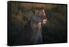 Lioness at firt day ligth-Xavier Ortega-Framed Stretched Canvas