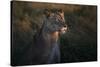 Lioness at firt day ligth-Xavier Ortega-Stretched Canvas
