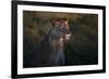 Lioness at firt day ligth-Xavier Ortega-Framed Photographic Print