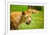 Lioness at Kruger National Park, Johannesburg, South Africa, Africa-Laura Grier-Framed Photographic Print