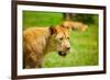 Lioness at Kruger National Park, Johannesburg, South Africa, Africa-Laura Grier-Framed Photographic Print