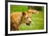 Lioness at Kruger National Park, Johannesburg, South Africa, Africa-Laura Grier-Framed Photographic Print