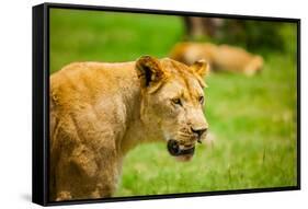 Lioness at Kruger National Park, Johannesburg, South Africa, Africa-Laura Grier-Framed Stretched Canvas