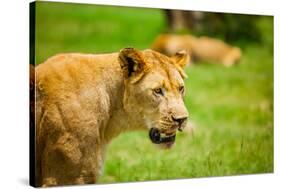 Lioness at Kruger National Park, Johannesburg, South Africa, Africa-Laura Grier-Stretched Canvas