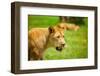 Lioness at Kruger National Park, Johannesburg, South Africa, Africa-Laura Grier-Framed Photographic Print