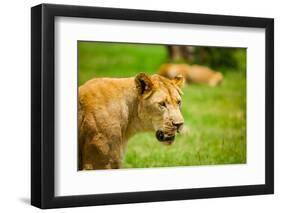 Lioness at Kruger National Park, Johannesburg, South Africa, Africa-Laura Grier-Framed Photographic Print