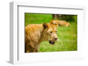 Lioness at Kruger National Park, Johannesburg, South Africa, Africa-Laura Grier-Framed Photographic Print