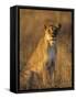 Lioness at Sunrise (Panthera Leo) Kalahari Gemsbok National Park South Africa-Tony Heald-Framed Stretched Canvas