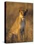 Lioness at Sunrise (Panthera Leo) Kalahari Gemsbok National Park South Africa-Tony Heald-Stretched Canvas