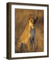 Lioness at Sunrise (Panthera Leo) Kalahari Gemsbok National Park South Africa-Tony Heald-Framed Photographic Print