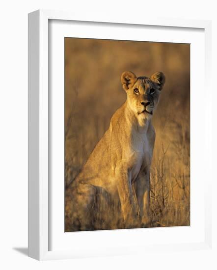 Lioness at Sunrise (Panthera Leo) Kalahari Gemsbok National Park South Africa-Tony Heald-Framed Photographic Print