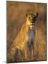 Lioness at Sunrise (Panthera Leo) Kalahari Gemsbok National Park South Africa-Tony Heald-Mounted Photographic Print